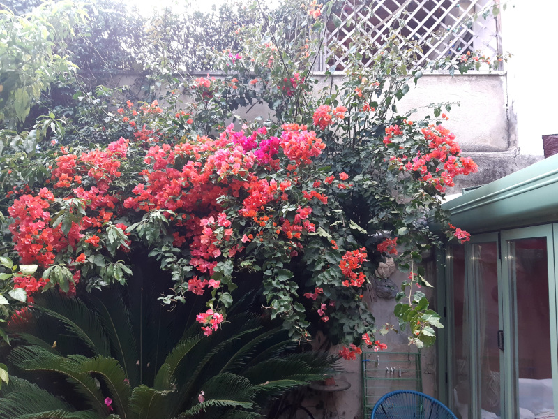 Brigitte Cirla's bougainvillea