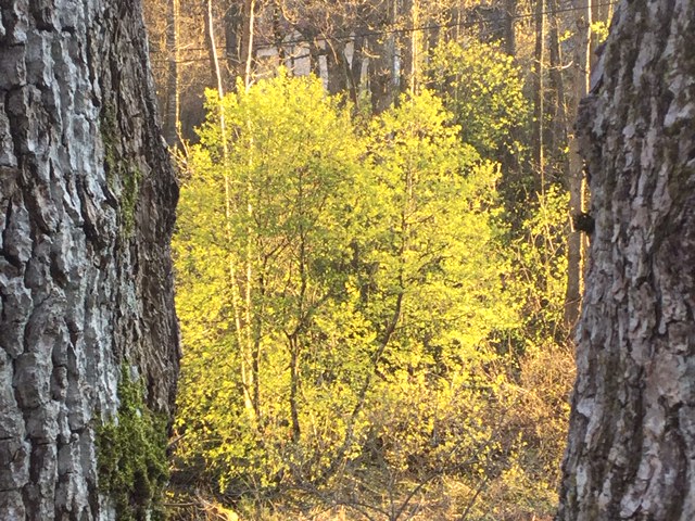 Trees near Geddy's cabin, Norway
